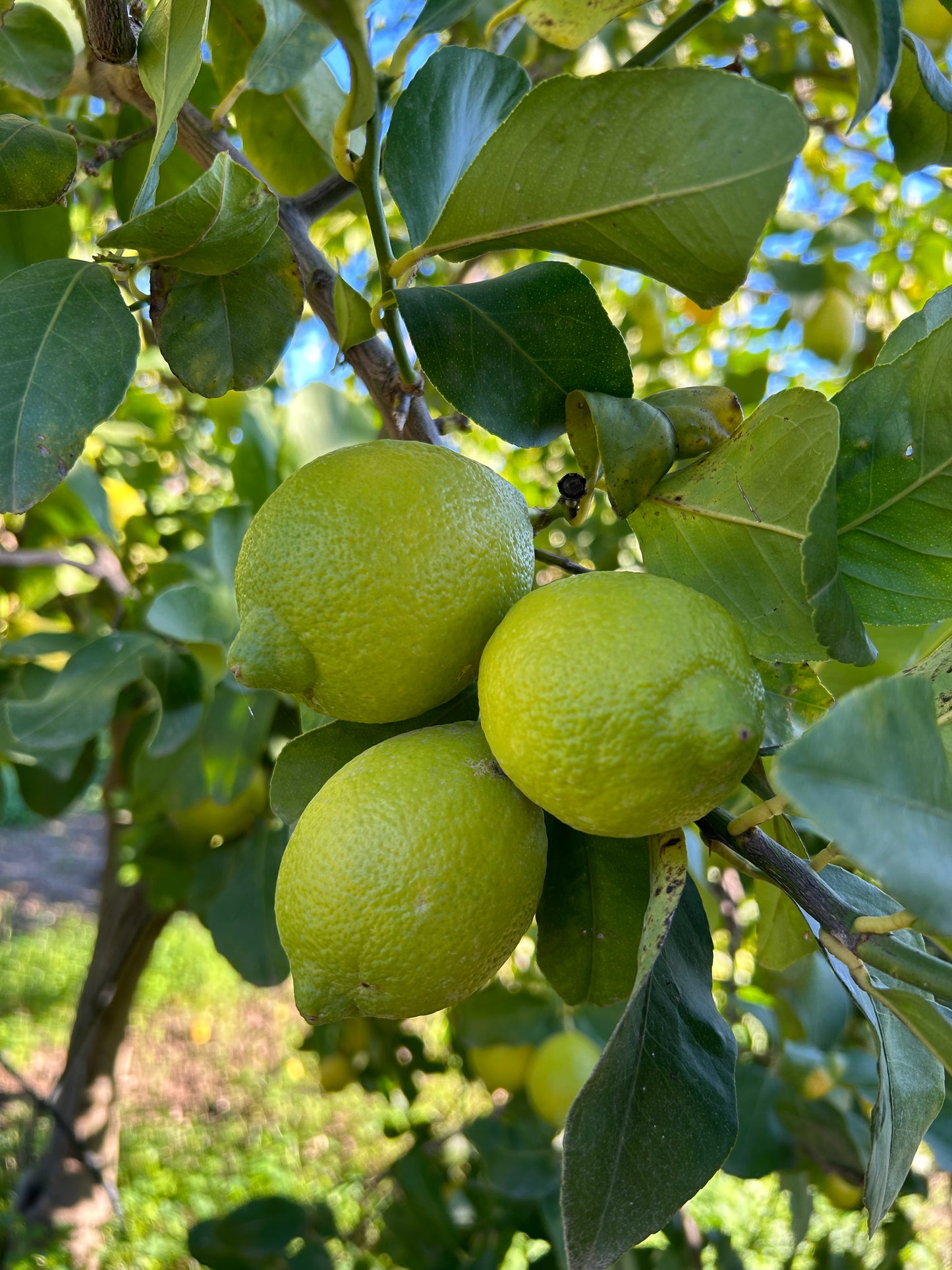 Limoni Biologici Siciliani al Kg