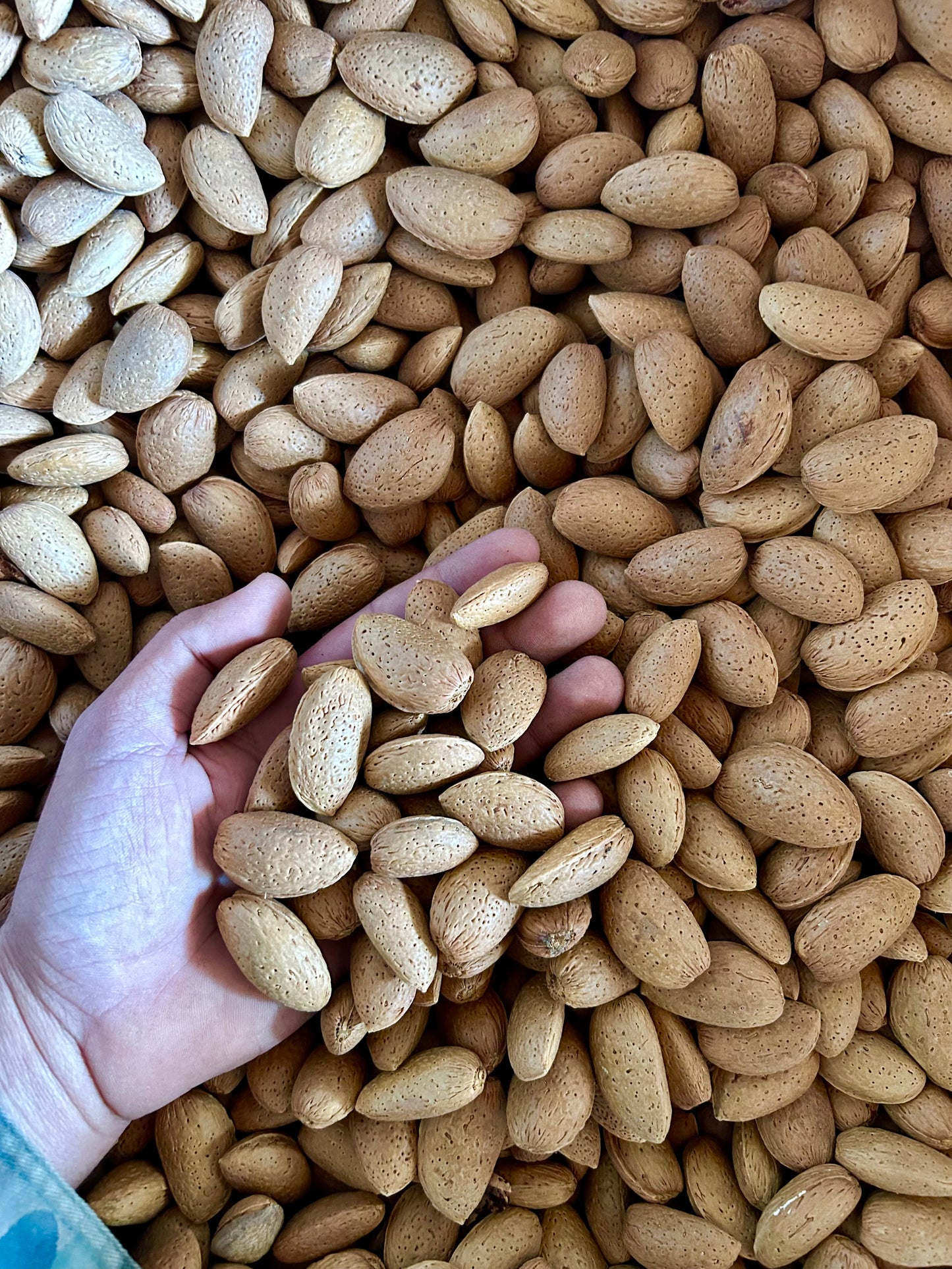 Mandorle Biologiche Siciliane in Guscio al Kg