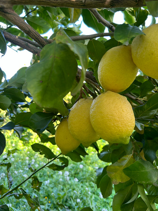 Limoni biologici siciliani