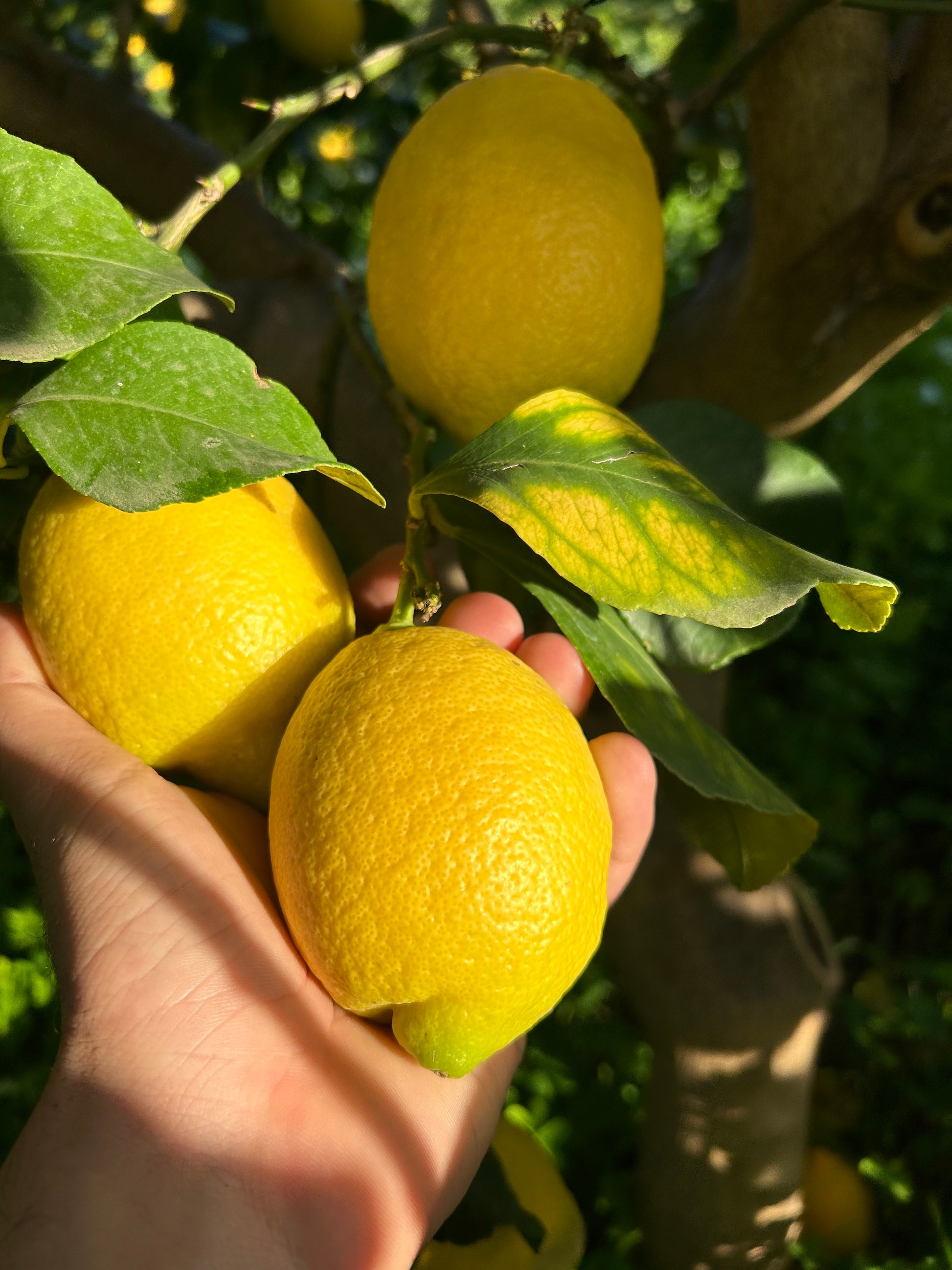 Limoni biologici siciliani – Mulinari di Sicilia